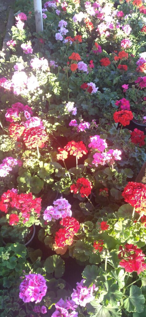 انواع گلهای گلدار باغچه