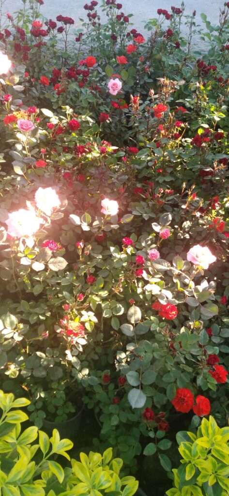 انواع گلهای گلدار باغچه